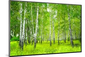 Summer Birchwood Forest-null-Mounted Art Print