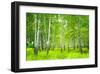 Summer Birchwood Forest-null-Framed Art Print