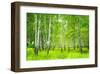 Summer Birchwood Forest-null-Framed Art Print