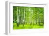 Summer Birchwood Forest-null-Framed Art Print