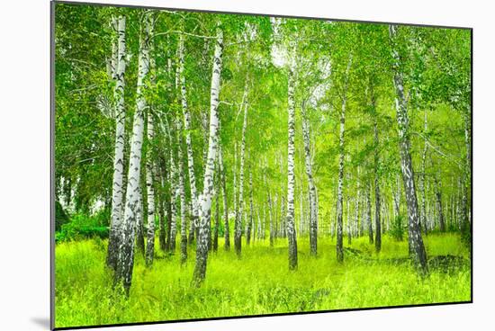 Summer Birchwood Forest-null-Mounted Art Print