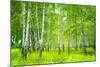 Summer Birchwood Forest-null-Mounted Art Print