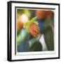 Summer Bloom 1-Florence Delva-Framed Limited Edition