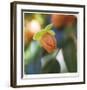 Summer Bloom 1-Florence Delva-Framed Limited Edition