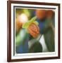 Summer Bloom 1-Florence Delva-Framed Limited Edition