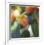 Summer Bloom 1-Florence Delva-Framed Limited Edition