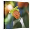 Summer Bloom 1-Florence Delva-Stretched Canvas