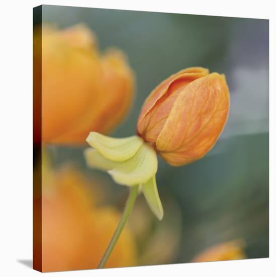 Summer Bloom 2-Florence Delva-Stretched Canvas