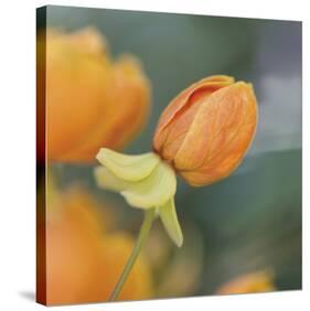 Summer Bloom 2-Florence Delva-Stretched Canvas