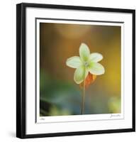 Summer Bloom 3-Florence Delva-Framed Limited Edition