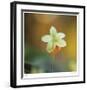 Summer Bloom 3-Florence Delva-Framed Limited Edition