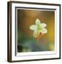 Summer Bloom 3-Florence Delva-Framed Limited Edition