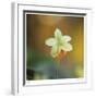 Summer Bloom 3-Florence Delva-Framed Limited Edition