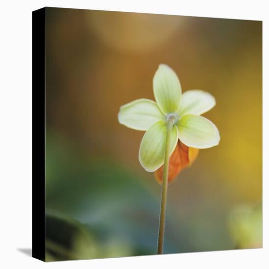 Summer Bloom 3-Florence Delva-Stretched Canvas