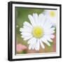 Summer Bloom-John Harper-Framed Giclee Print