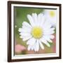 Summer Bloom-John Harper-Framed Giclee Print