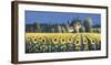 Summer Blooms-David Short-Framed Giclee Print