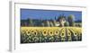 Summer Blooms-David Short-Framed Giclee Print