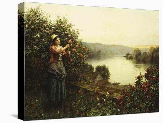 Summer Blossoms-Daniel Ridgway Knight-Stretched Canvas