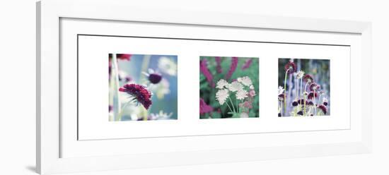 Summer Border Triptych-Ella Lancaster-Framed Art Print