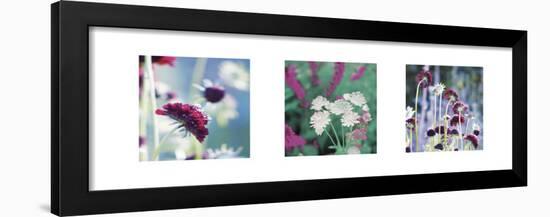 Summer Border Triptych-Ella Lancaster-Framed Art Print