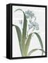 Summer Botanicals III-Wild Apple Portfolio-Framed Stretched Canvas