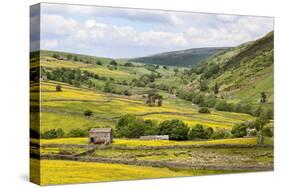 Summer Buttercups in Upper Swaledale Near Thwaite-Mark Sunderland-Stretched Canvas