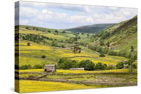 Summer Buttercups in Upper Swaledale Near Thwaite-Mark Sunderland-Stretched Canvas