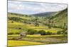 Summer Buttercups in Upper Swaledale Near Thwaite-Mark Sunderland-Mounted Photographic Print