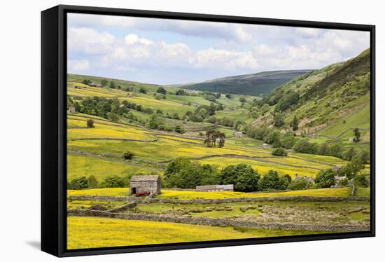 Summer Buttercups in Upper Swaledale Near Thwaite-Mark Sunderland-Framed Stretched Canvas