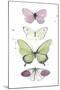 Summer Butterflies II-null-Mounted Art Print