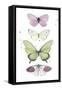 Summer Butterflies II-null-Framed Stretched Canvas