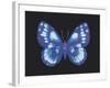 Summer Butterfly I-Sophie Golaz-Framed Giclee Print