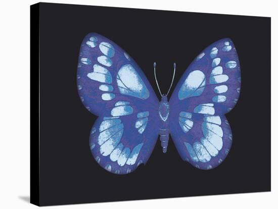 Summer Butterfly I-Sophie Golaz-Stretched Canvas