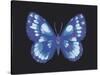 Summer Butterfly I-Sophie Golaz-Stretched Canvas