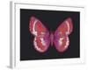 Summer Butterfly II-Sophie Golaz-Framed Giclee Print