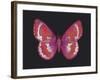 Summer Butterfly II-Sophie Golaz-Framed Giclee Print