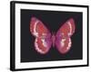 Summer Butterfly II-Sophie Golaz-Framed Giclee Print