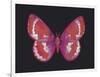 Summer Butterfly II-Sophie Golaz-Framed Giclee Print