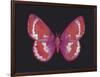 Summer Butterfly II-Sophie Golaz-Framed Giclee Print