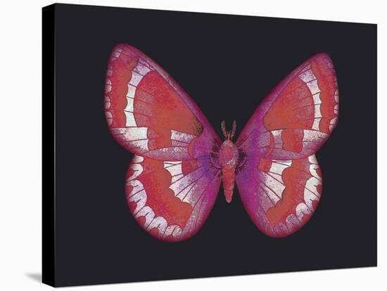 Summer Butterfly II-Sophie Golaz-Stretched Canvas