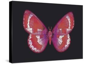 Summer Butterfly II-Sophie Golaz-Stretched Canvas