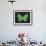 Summer Butterfly III-Sophie Golaz-Framed Giclee Print displayed on a wall
