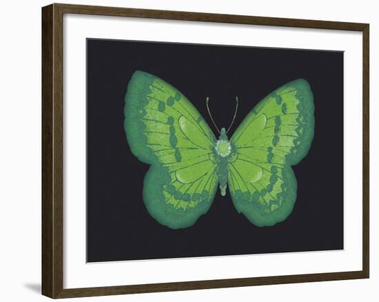 Summer Butterfly III-Sophie Golaz-Framed Giclee Print