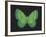 Summer Butterfly III-Sophie Golaz-Framed Giclee Print