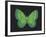 Summer Butterfly III-Sophie Golaz-Framed Giclee Print