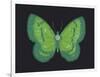 Summer Butterfly III-Sophie Golaz-Framed Giclee Print