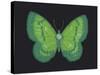 Summer Butterfly III-Sophie Golaz-Stretched Canvas
