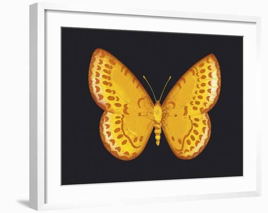 Summer Butterfly IV-Sophie Golaz-Framed Giclee Print