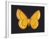 Summer Butterfly IV-Sophie Golaz-Framed Giclee Print